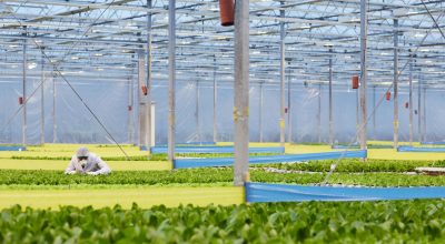 Man in protective workwear handling the plants while working in greenhouse